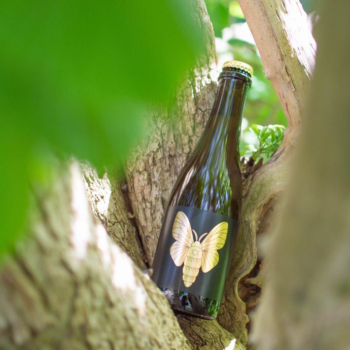 Abundance, Mixed Fermentation Saison: A Lesson in Patience